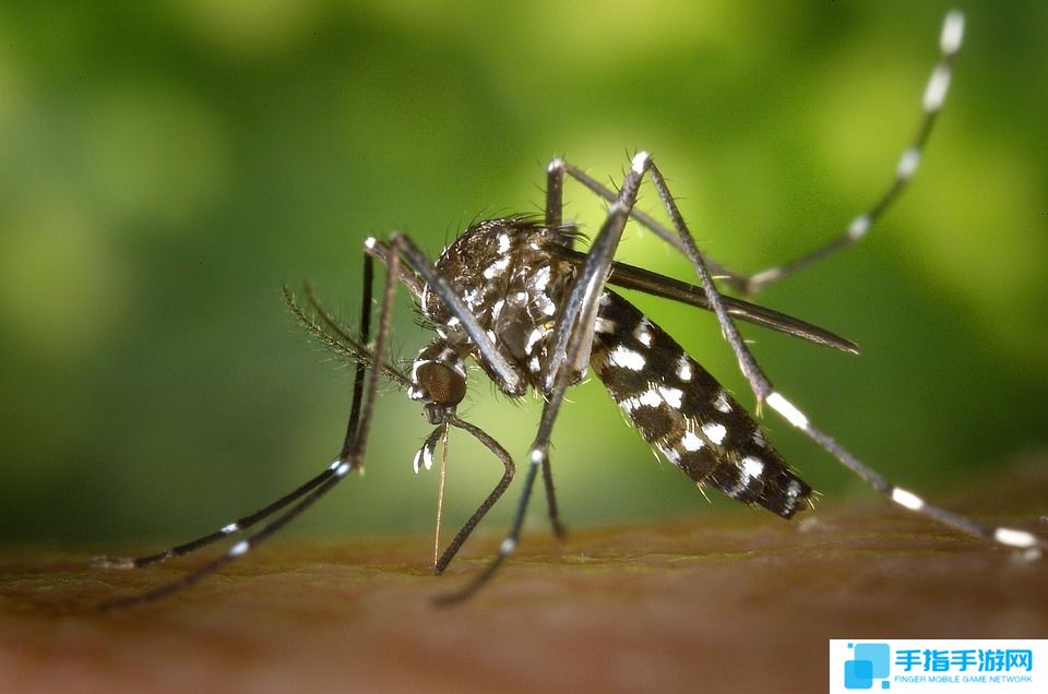 電子蚊香！震暈蚊子的滅蚊神曲火了 專家解釋這一現(xiàn)象